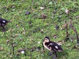 The ducklings
