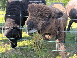 Sheep in the meadow