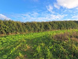 Beautiful field
