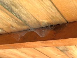My head touched the top of the roof with the webs bery uncomfortable feeling