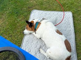 Dotty loving the peace and quiet
