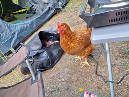 Chickens!