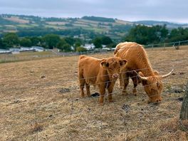 Highland cows