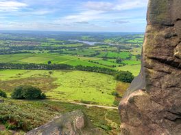 The roaches