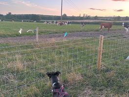 Neighbouring cows
