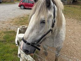The characterful and beautiful shire stallion atlas