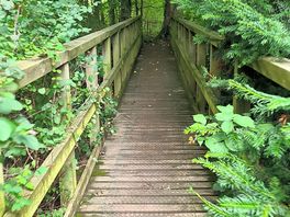Bridge near the lake