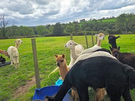 Alpacas at feeding time
