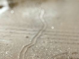 The tiny trail of the snail without the whale.