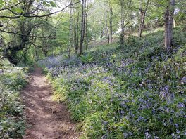 Woodland walk.