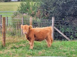 Cow♥️