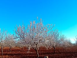 Dando un paseíto por los alrededores de la finca