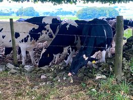 Cows came to visit at tea time august 2025