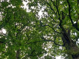 View into the tree house canopy