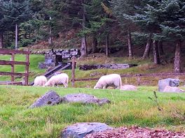 Houdini sheep!