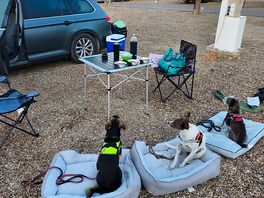 Unsere drei hunde beim warten auf ihre mahlzeit
