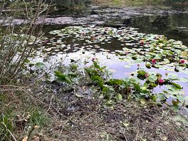 Stunning water lily’s