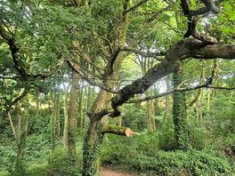 Woodland views