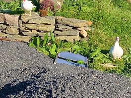 Ducks came to visit too