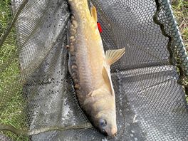 Another carp