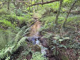 Just right down the farm, super peaceful woods