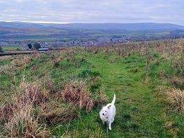 Dogs well catered for