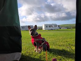 Poochy enjoying the morning sunshine.