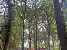 Forest trail