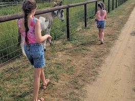 Animals on site