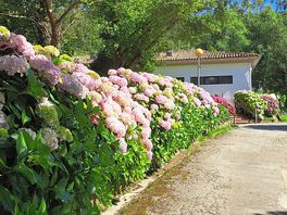 Hydrangea hedge