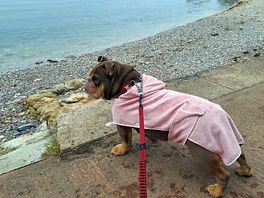 Layla enjoying the view at babbacoome beach