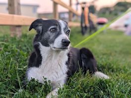 Site dog who comes to visit everyday