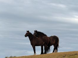 Animals