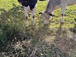 Cows to feed in rear fields