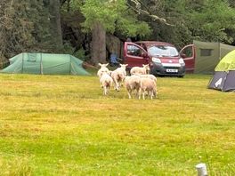 Visiting sheep