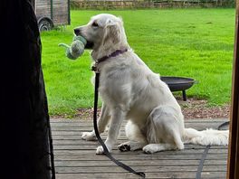 Dog friendly