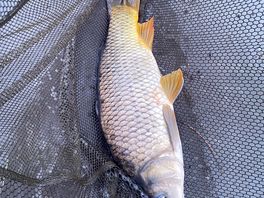 Another carp