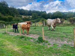 Local cows
