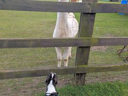Alpaca and smokey the dog