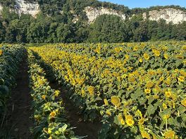 Love those sunflowers