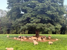 Sheep