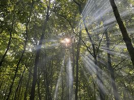 Morning sun through the trees