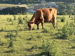 🐮