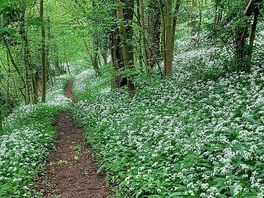 Walk in the garlic forest a t the side of the campsite very pretty .