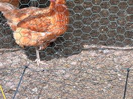 Fresh eggs