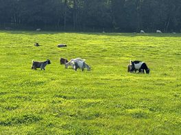 Animals next to tent pitches