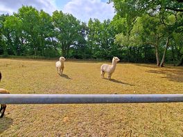 Farm animals