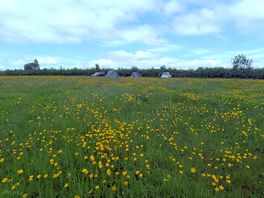 The site