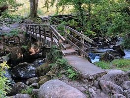 Forest trail