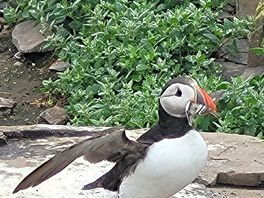 Puffin, farne islands